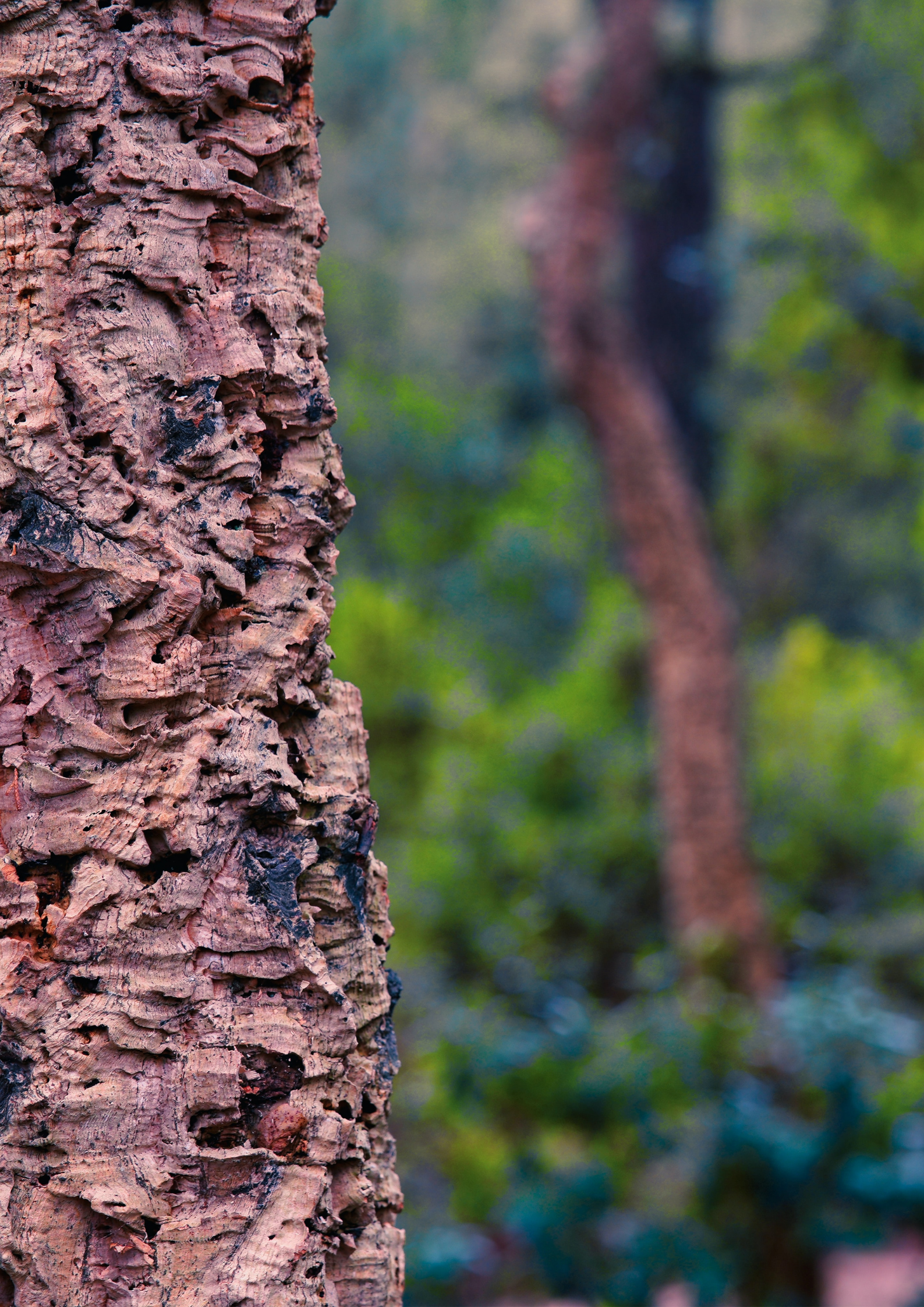 Photo by Mathis Jrdl on Unsplash d'un tronc d’un arbre : le chêne-liège dans les bois - Les panacées